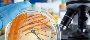 Course Outlines and Contents for Microbiology for Nigerian Universities and Polytechnics