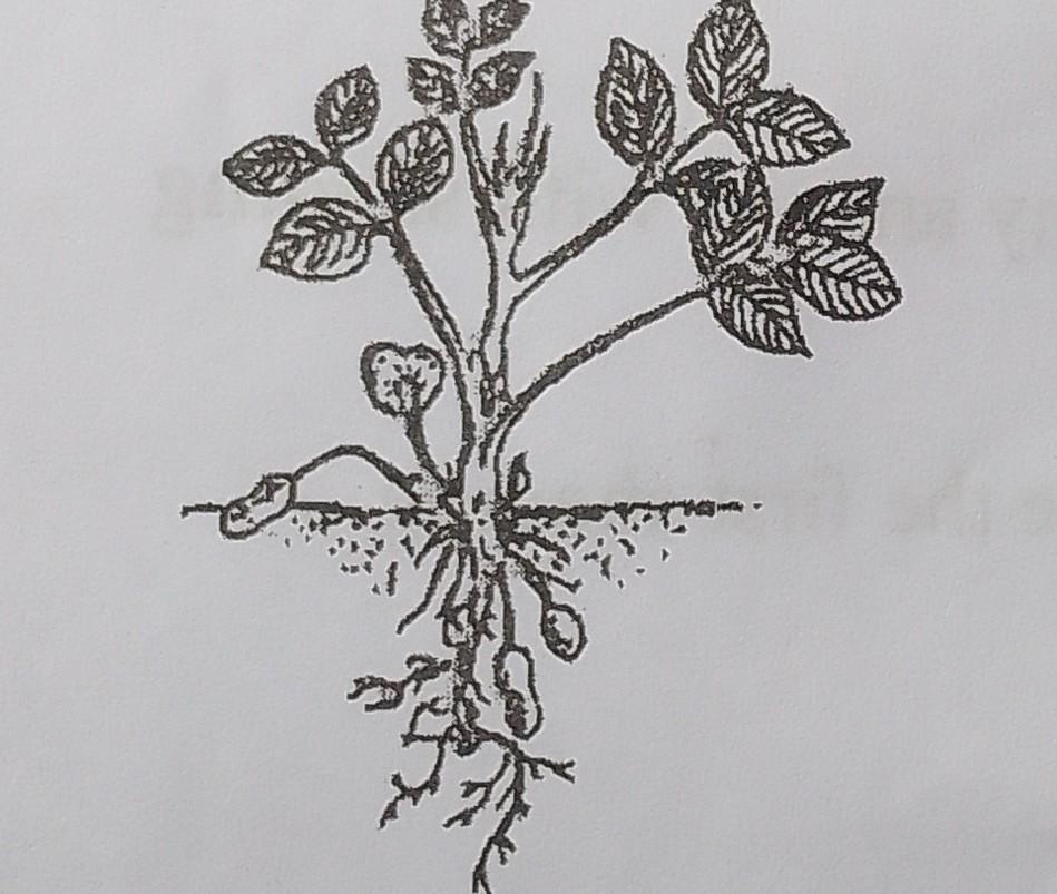 legume