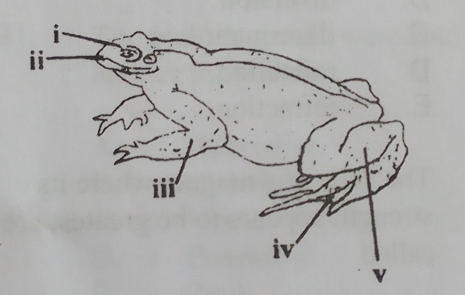 Amphibian