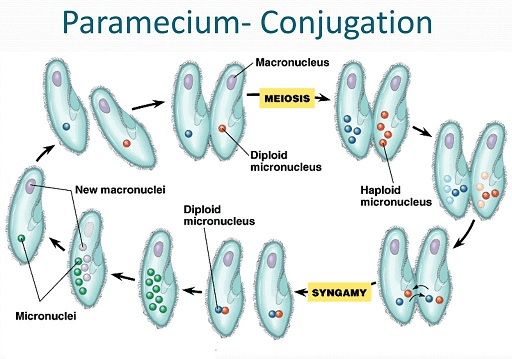 diagram of conjugation process in Paramecium showing the exchange of micronuclei between two cells