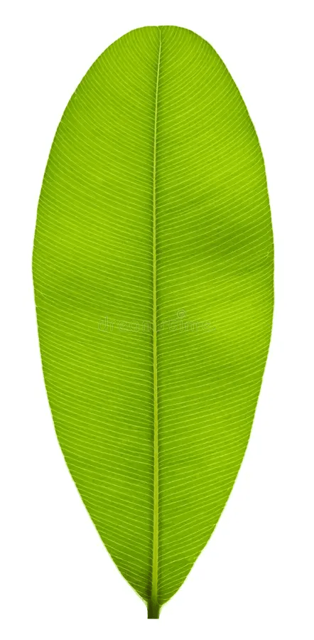 diagram of a broad compound pinnate leaf with parallel venation