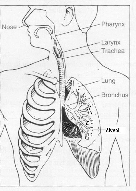 Diagram of respiratory system of man