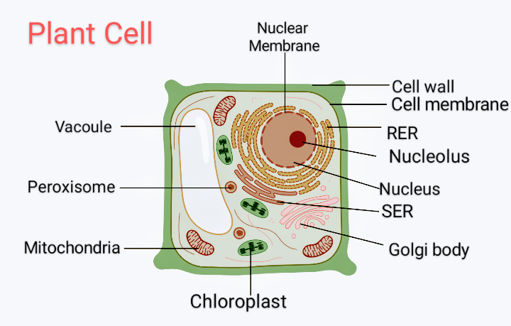 Plant Cell