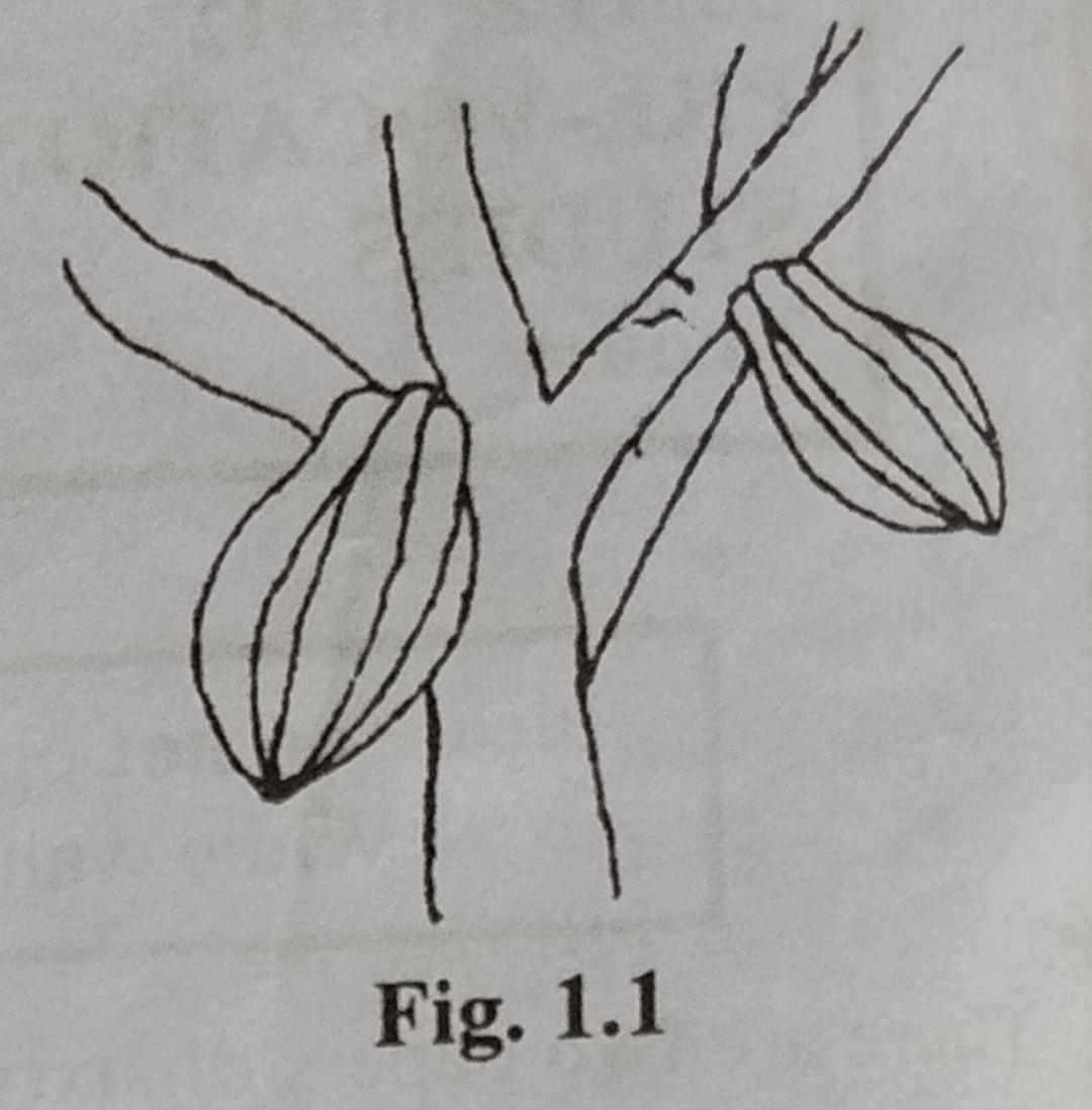 Fig 1.1